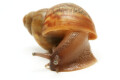 Achatina achatina achatina Ghana typ 2 F1 juvenil